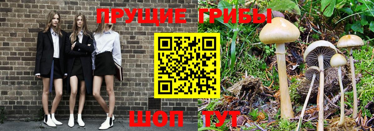 Гудермес  Галлюциногенные грибы Psilocybe  Вход с VPN  Псилоцибиновые грибы GOLDEN TEACHER 
